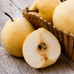 20th Century (Nijisseiki) Asian Pear Tree -Garden Supplies Sales Store 20thCentury Pear 1 BB