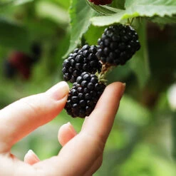 3-in-1 Blackberry Bush -Garden Supplies Sales Store 3 in 1 blackberry 1