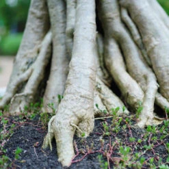 Desert Rose Adenium Shrub 12 Desert Rose Adenium Shrub -Garden Supplies Sales Store Adenium obesum 2