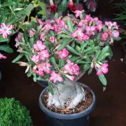 Desert Rose Adenium Shrub 9 Desert Rose Adenium Shrub -Garden Supplies Sales Store Adenium obesum 3