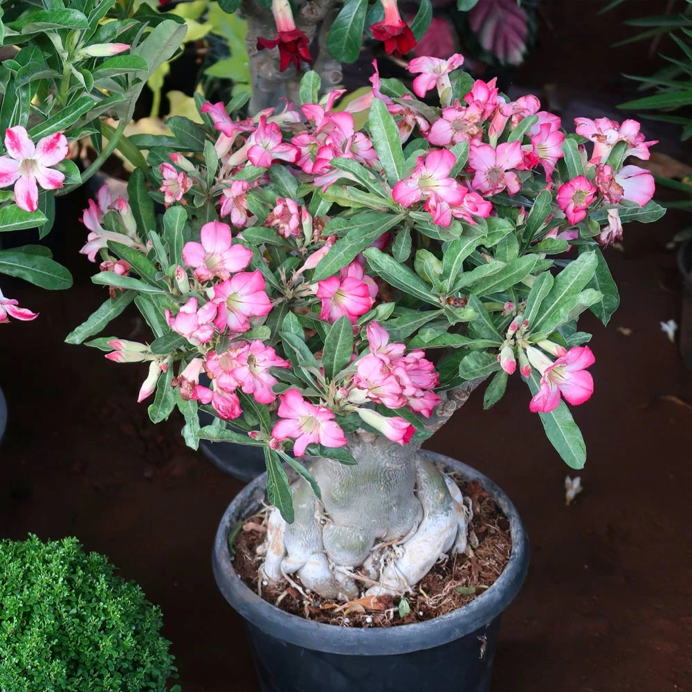 Desert Rose Adenium Shrub 3 Desert Rose Adenium Shrub - Image 3