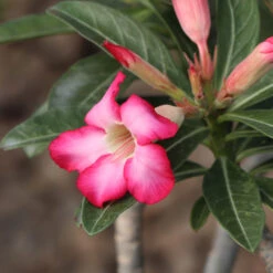 Desert Rose Adenium Shrub 10 Desert Rose Adenium Shrub -Garden Supplies Sales Store Adenium obesum 4