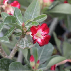 Desert Rose Adenium Shrub 11 Desert Rose Adenium Shrub -Garden Supplies Sales Store Adenium obesum 5 BB