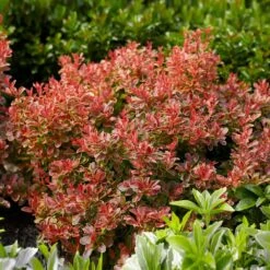 Admiration Barberry Shrub -Garden Supplies Sales Store Admiration Barberry 1