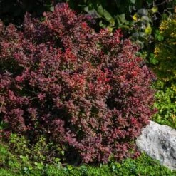 Admiration Barberry Shrub -Garden Supplies Sales Store Admiration Barberry 2