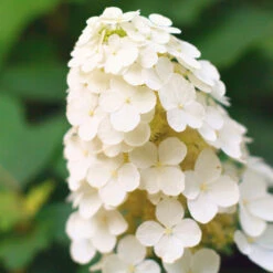 Alice Oakleaf Hydrangea Shrub 6 Alice Oakleaf Hydrangea Shrub -Garden Supplies Sales Store Alice Oakleaf Hydrangea 2