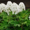 Alice Oakleaf Hydrangea Shrub