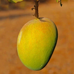 Alphonso Mango Tree -Garden Supplies Sales Store Alphonso Mango BB