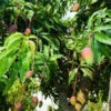 Alphonso Mango Tree