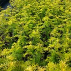 Amber Glow™ Redwood Tree -Garden Supplies Sales Store Amber Redwood 4 BB