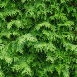 American Arborvitae Tree -Garden Supplies Sales Store American Arborvitae