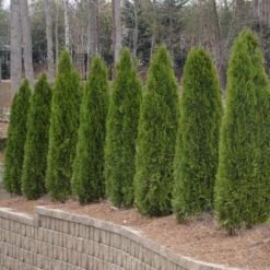 American Arborvitae Tree -Garden Supplies Sales Store American Arborvitae 2 BB