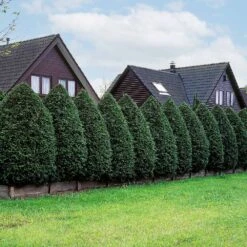 American Arborvitae Tree -Garden Supplies Sales Store American Arborvitae 5 BB