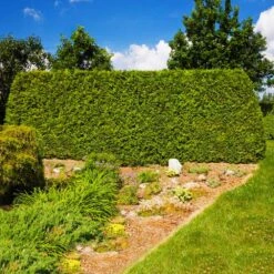 American Arborvitae Tree -Garden Supplies Sales Store American Arborvitae 7