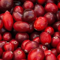 American Cranberry Bush -Garden Supplies Sales Store American Cranberry 4 BB