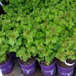 American Cranberry Bush -Garden Supplies Sales Store American Cranberry 8