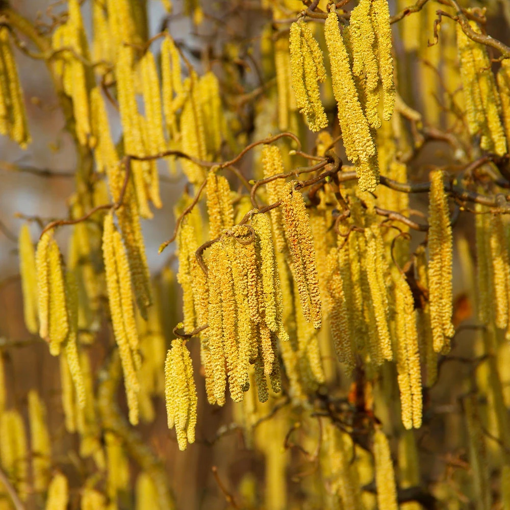 American Hazelnut Tree 6 American Hazelnut Tree - Image 6
