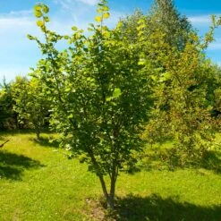 American Hazelnut Tree 8 American Hazelnut Tree -Garden Supplies Sales Store American Hazelnut 7