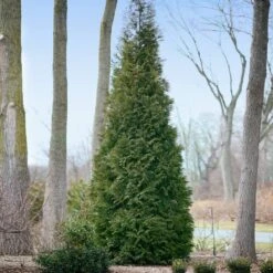 Full Speed A Hedge® American Pillar Arborvitae 8 Full Speed A Hedge® American Pillar Arborvitae -Garden Supplies Sales Store American Pillar Arborvitae 2