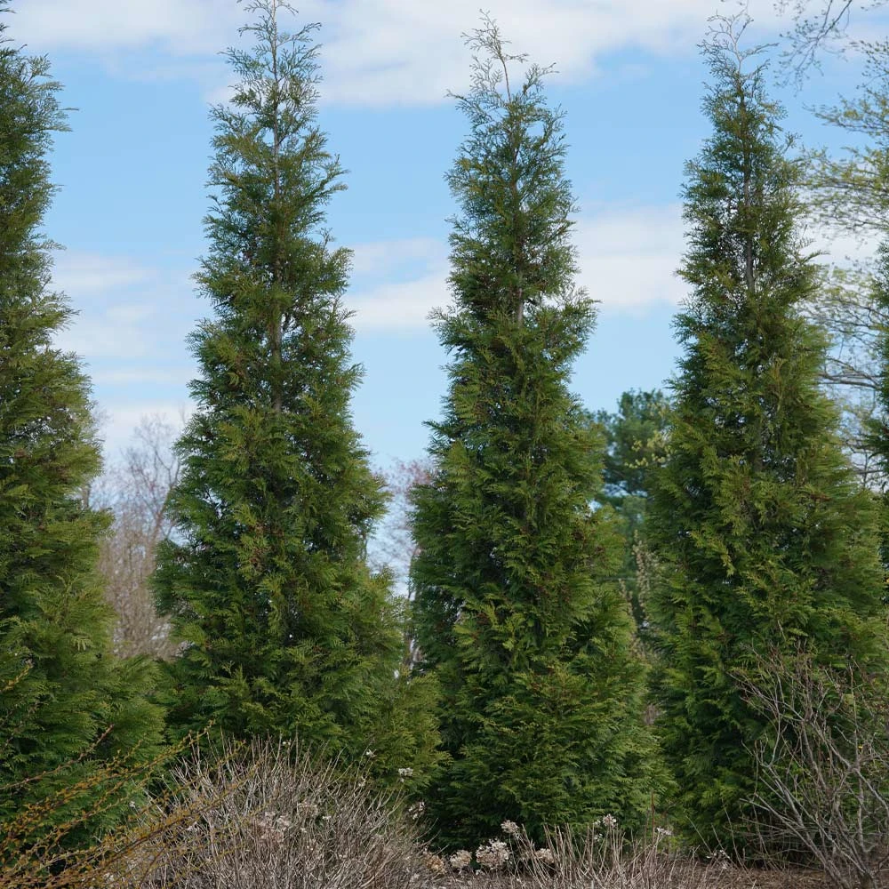 Full Speed A Hedge® American Pillar Arborvitae 2 Full Speed A Hedge® American Pillar Arborvitae - Image 2