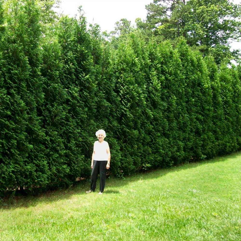 Full Speed A Hedge® American Pillar Arborvitae 3 Full Speed A Hedge® American Pillar Arborvitae - Image 3
