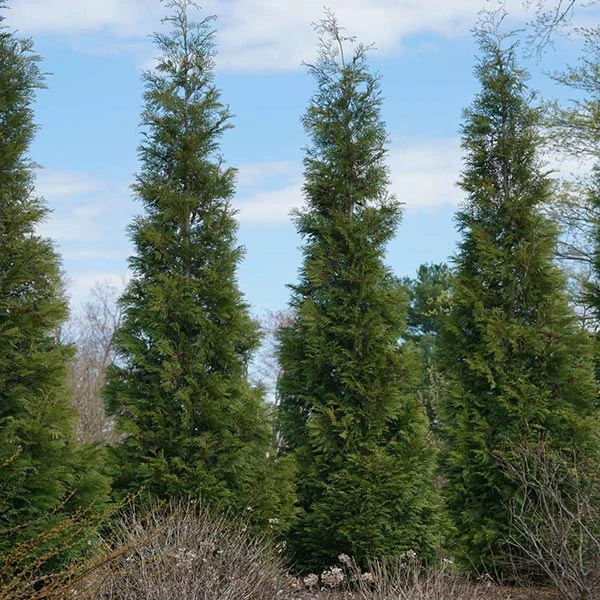 Full Speed A Hedge® American Pillar Arborvitae 1 Full Speed A Hedge® American Pillar Arborvitae