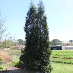 Full Speed A Hedge® American Pillar Arborvitae 9 Full Speed A Hedge® American Pillar Arborvitae -Garden Supplies Sales Store American Pillar Arborvitae 6 BB