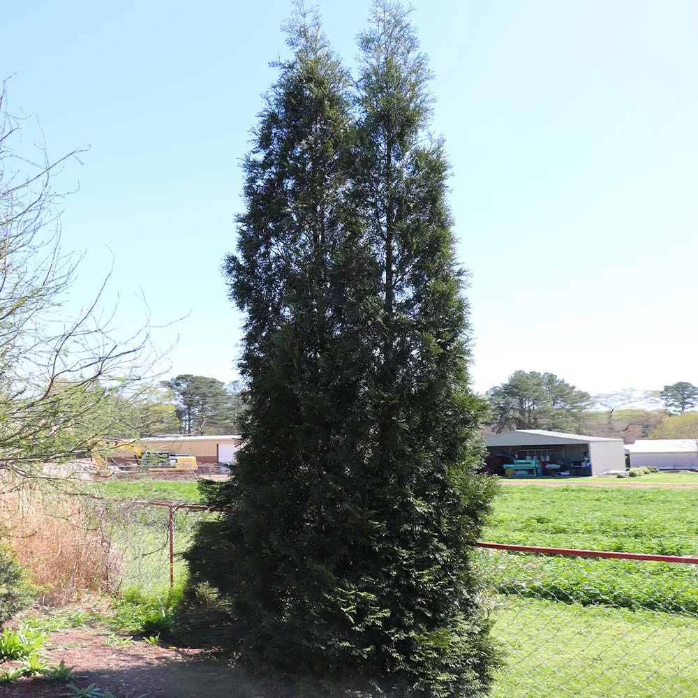 Full Speed A Hedge® American Pillar Arborvitae 5 Full Speed A Hedge® American Pillar Arborvitae - Image 5