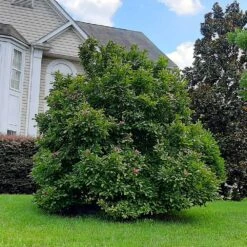 Ann Magnolia Tree -Garden Supplies Sales Store Ann Saucer Magnola 7
