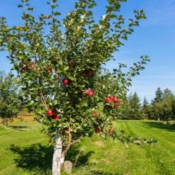 Orchard Kit -Garden Supplies Sales Store Anna Apple 5 89d0c9a0 df48 4d36 8398 5c3ae49669ea