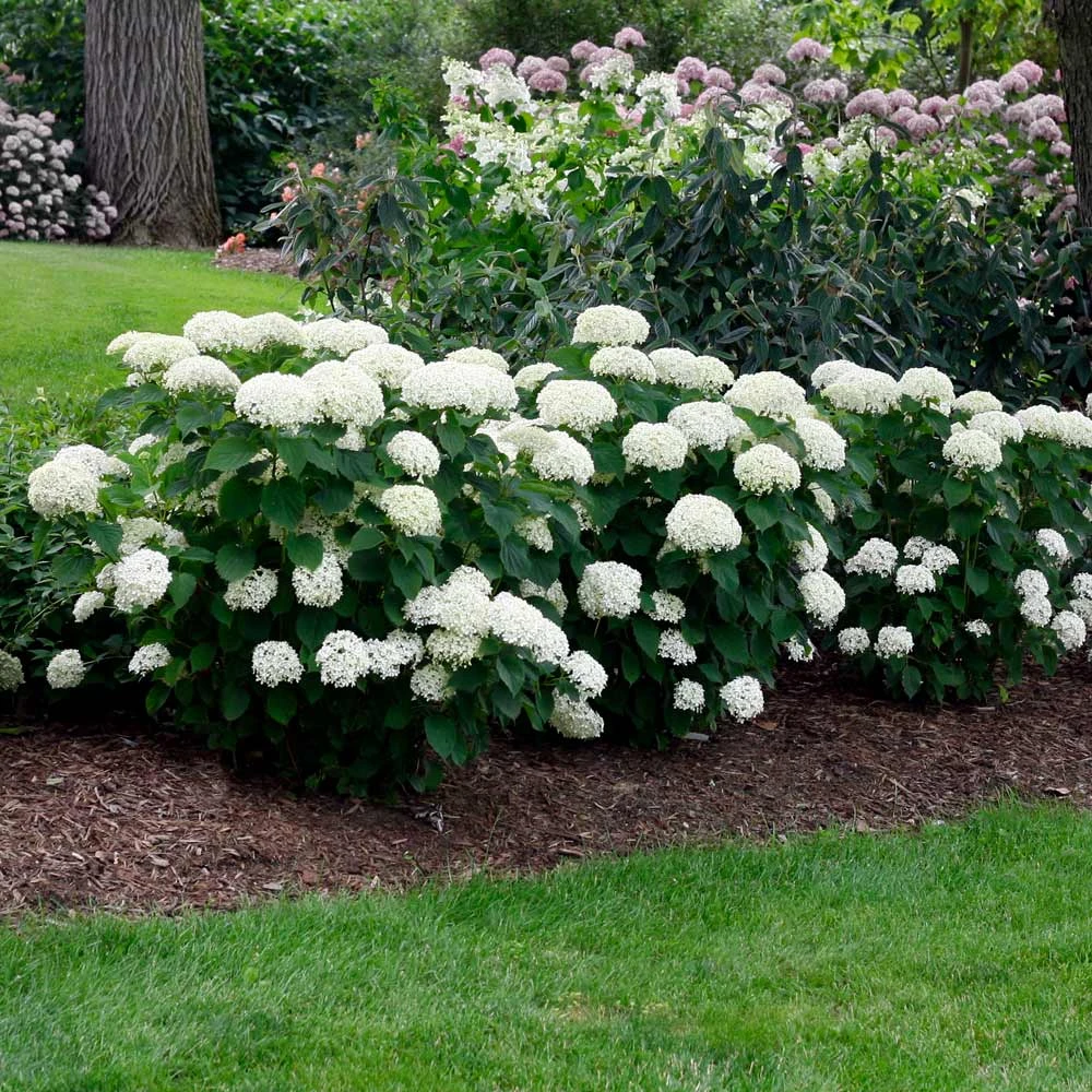 Annabelle Hydrangea Shrub 3 Annabelle Hydrangea Shrub - Image 3