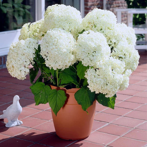Annabelle Hydrangea Shrub 1 Annabelle Hydrangea Shrub