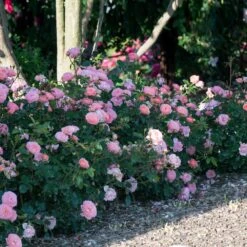 Apricot Drift® Rose -Garden Supplies Sales Store Apricot Drift Rose 1