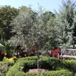 Arbequina Olive Tree 8 Arbequina Olive Tree -Garden Supplies Sales Store Arbequina Olive FGT 2