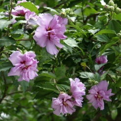 Ardens Rose Of Sharon Althea Shrub -Garden Supplies Sales Store Ardens Rose of Sharon 2