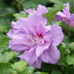 Ardens Rose Of Sharon Althea Shrub -Garden Supplies Sales Store Ardens Rose of Sharon BB 4