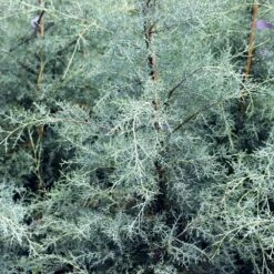 Drought-Tolerant Evergreen Tree -Garden Supplies Sales Store Arizona Cypress 10