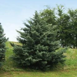 Drought-Tolerant Evergreen Tree -Garden Supplies Sales Store Arizona Cypress 6 BB