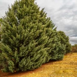 Drought-Tolerant Evergreen Tree -Garden Supplies Sales Store Arizona Cypress 7