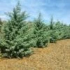 Drought-Tolerant Evergreen Tree