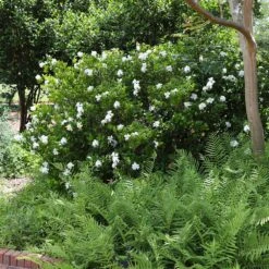 August Beauty Gardenia Shrub -Garden Supplies Sales Store August Beauty Gardenia 4 FGT