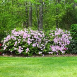 Autumn Belle® Encore® Azalea Shrub -Garden Supplies Sales Store Autumn Belle Encore Azalea BB 5