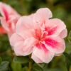 Autumn Belle® Encore® Azalea Shrub