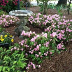 Autumn Debutante® Encore® Azalea Shrub -Garden Supplies Sales Store Autumn Debutante Encore 1