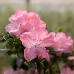 Autumn Debutante® Encore® Azalea Shrub -Garden Supplies Sales Store Autumn Debutante Encore 2
