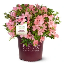 Autumn Debutante® Encore® Azalea Shrub -Garden Supplies Sales Store Autumn Debutante Encore 4