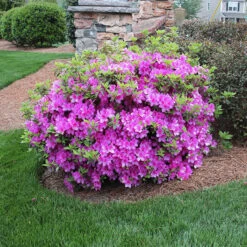 Autumn RoyaltyĀ® EncoreĀ® Azalea Shrub