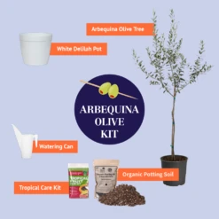 Arbequina Olive Tree 11 Arbequina Olive Tree -Garden Supplies Sales Store BB Arbequina Olive Kit Graphic