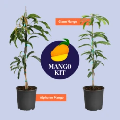 Glenn Mango Tree -Garden Supplies Sales Store BB Mango Kit Graphic