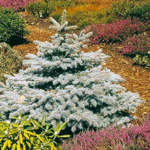 Baby Blue Spruce Tree -Garden Supplies Sales Store Baby Blue BB 600x600 bb03d8bd e0d3 4c2c 9948 6c91888eb887